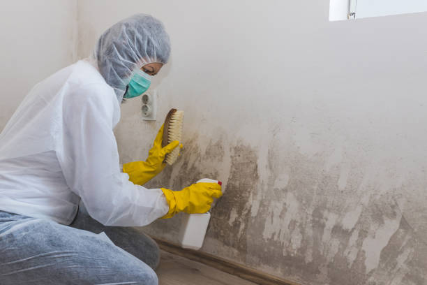 Reliable Boyce, LA Mold Remediation Solutions