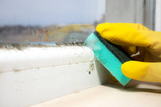 Best Health and Safety Mold Remediation in Boyce, LA